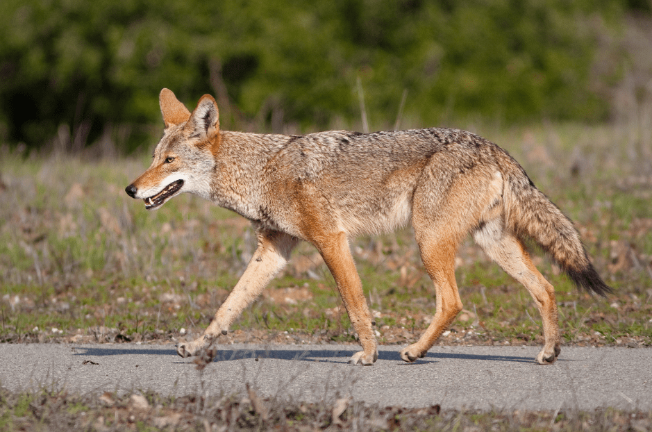 coyote-5890497