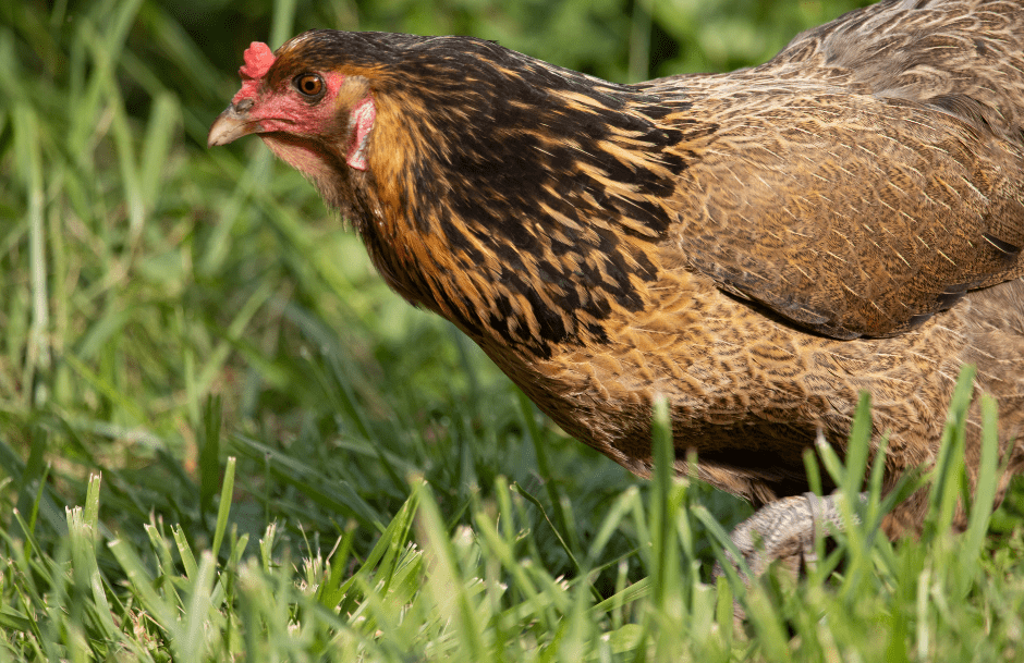 easter-egger-chicken-7217947