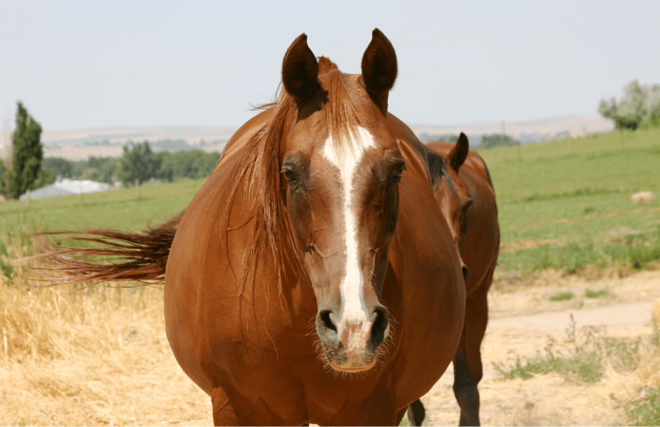 fat-horse-8590305