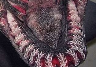 frilled-shark-teeth-5841434