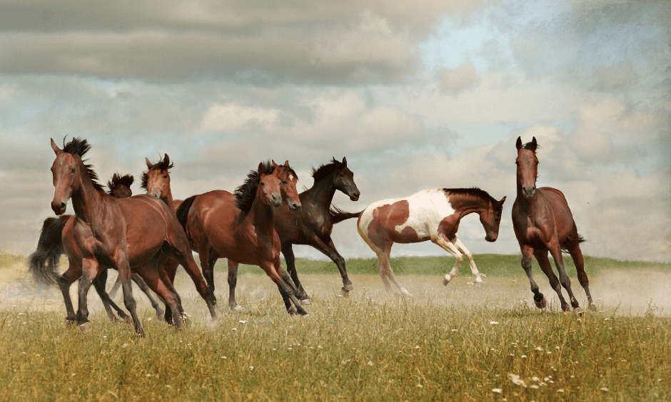 horses-running-8667389