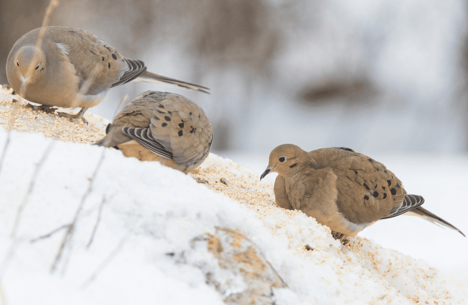 mourning-dove-facts-2316464