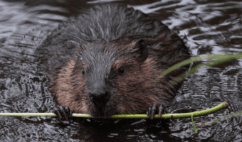 north-american-beaver