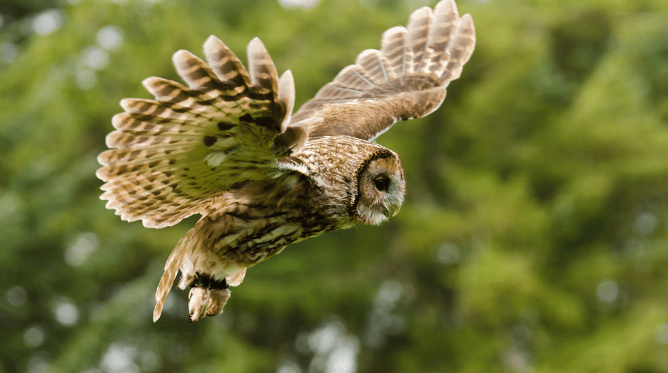 tawny-owl-in-flight-1722808