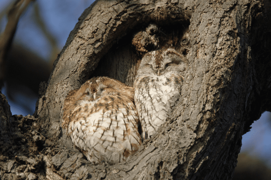 tawny-owl-in-nest-5060319