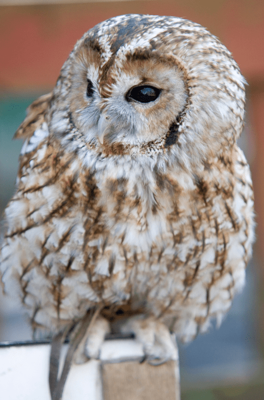 tawny-owls-2301334