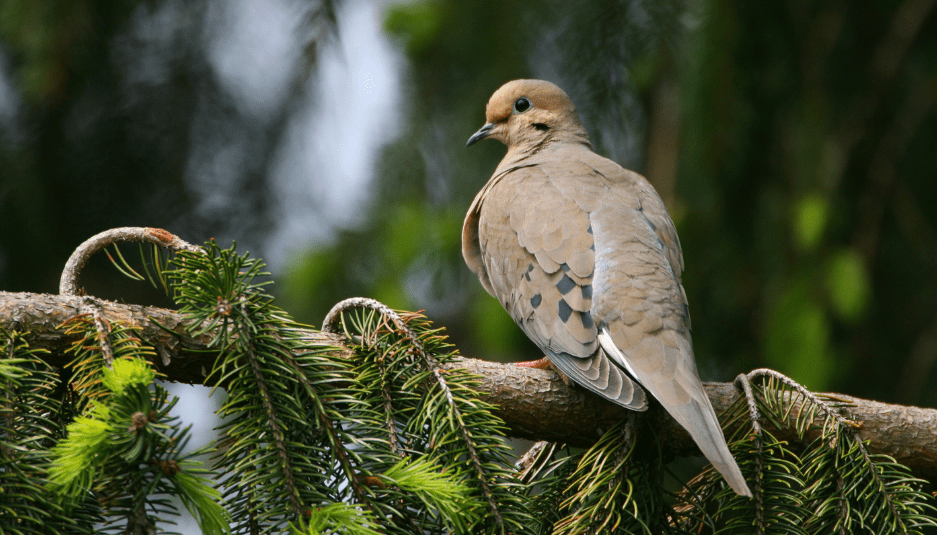 the-mourning-dove-3011761