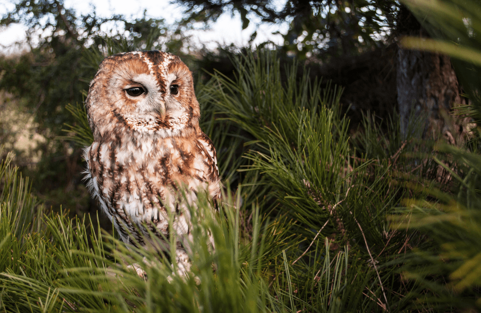 the-tawny-owl-1091578