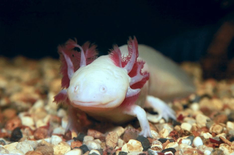 albino-axolotl-5399661