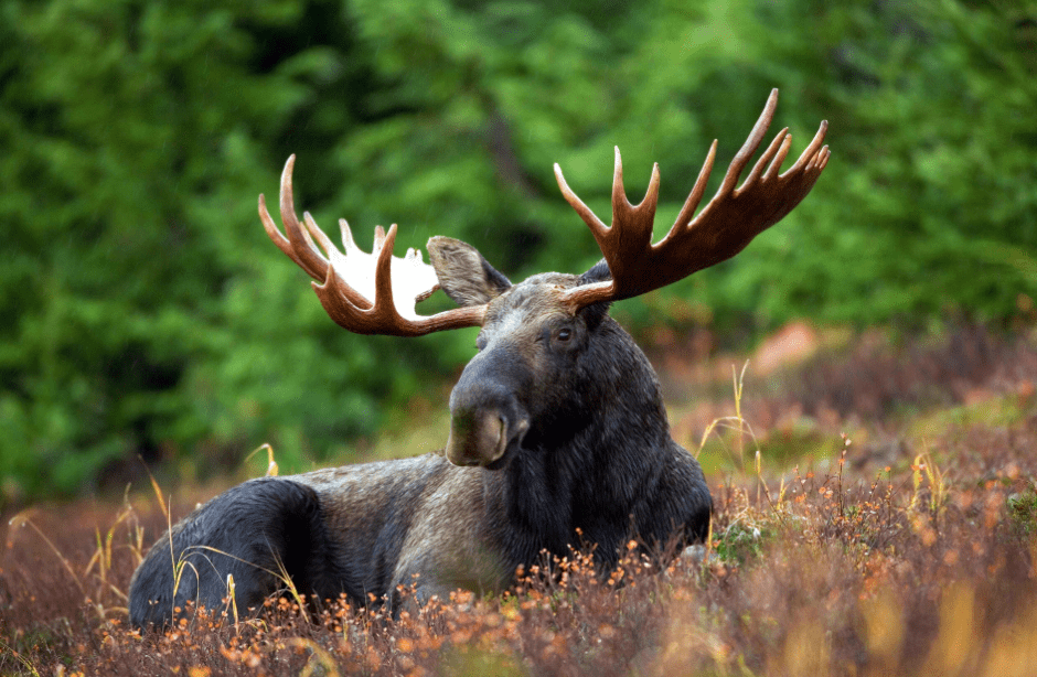 animals-with-antlers-7732054