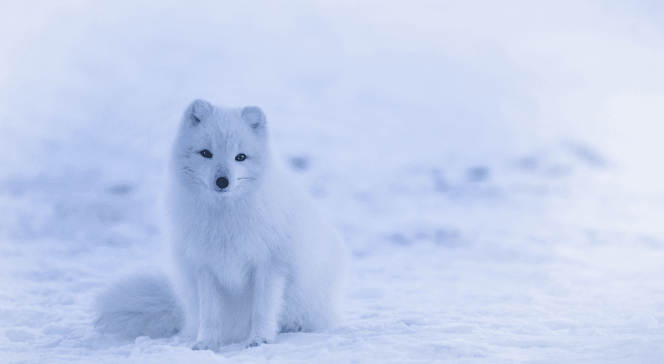 arctic-fox-6173986