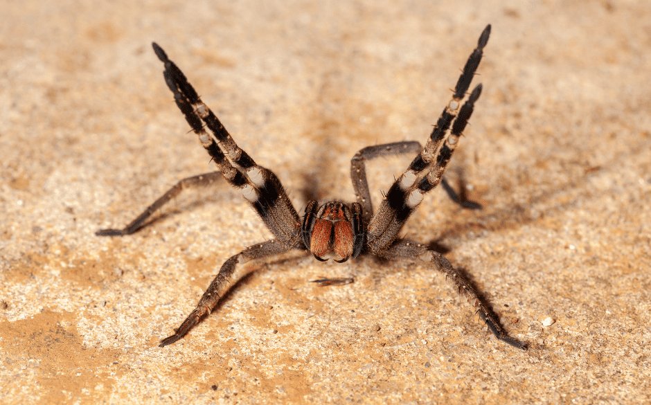 brazilian-wandering-spider-2641150