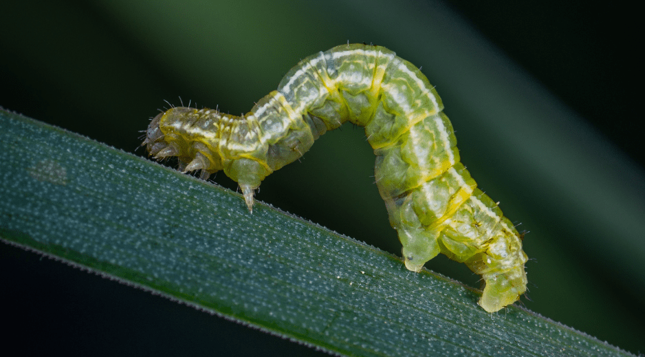 caterpillar-3681692
