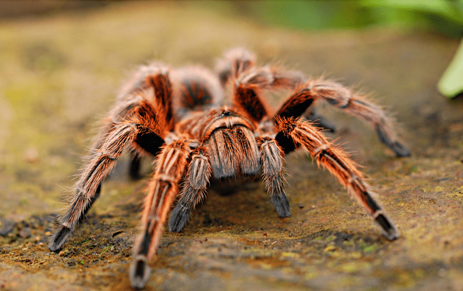colombian-giant-tarantula-2604769