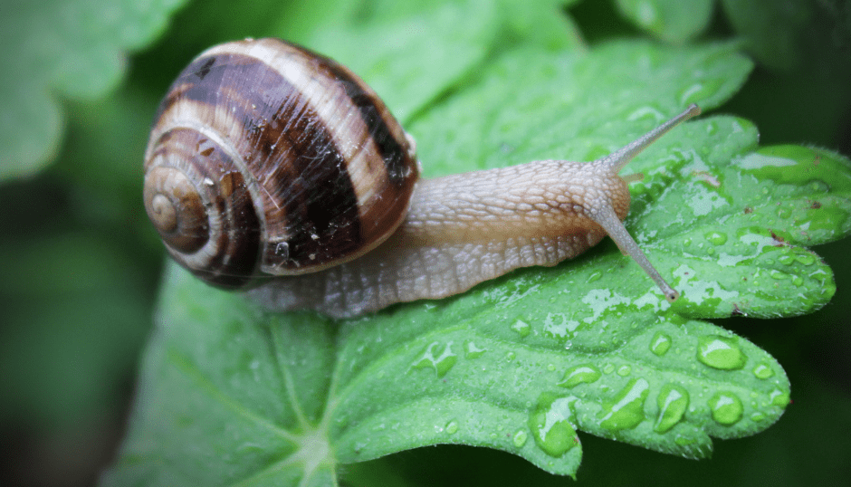 garden-snail-8509578