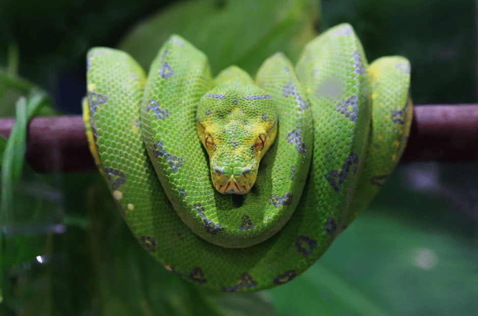 green-tree-python-3542021
