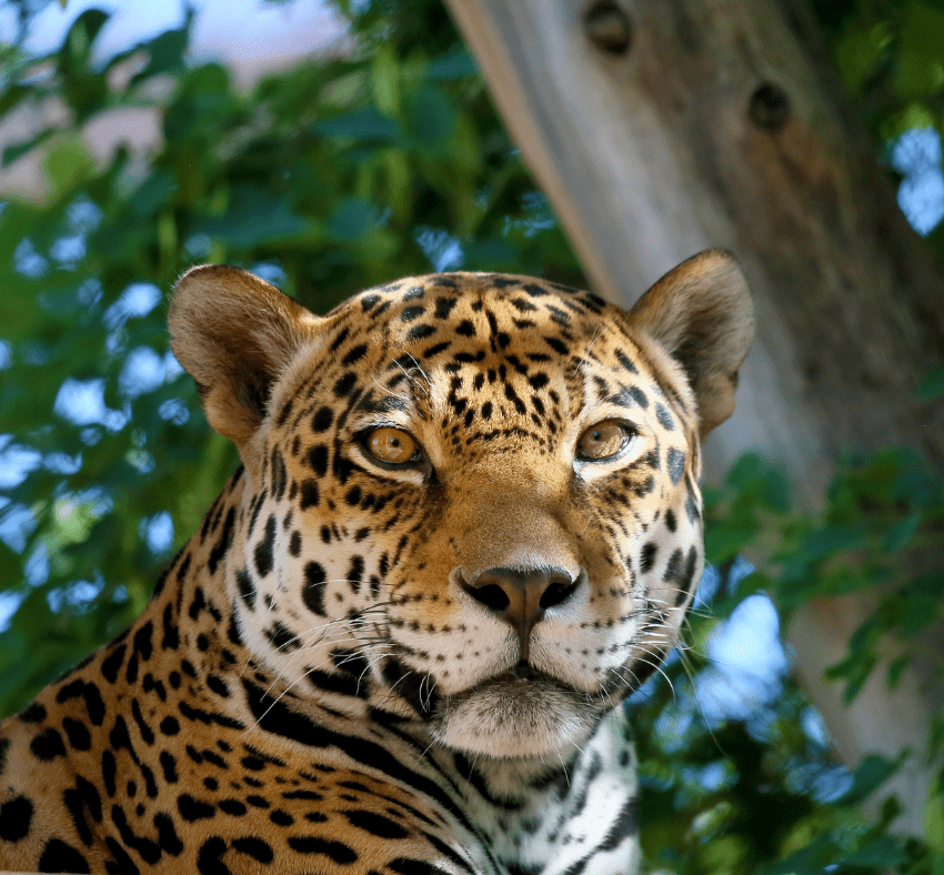 jaguar-3666613