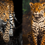 leopard-vs-jaguar