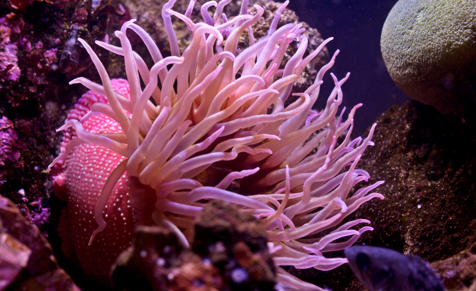 sea-anemone-3933867
