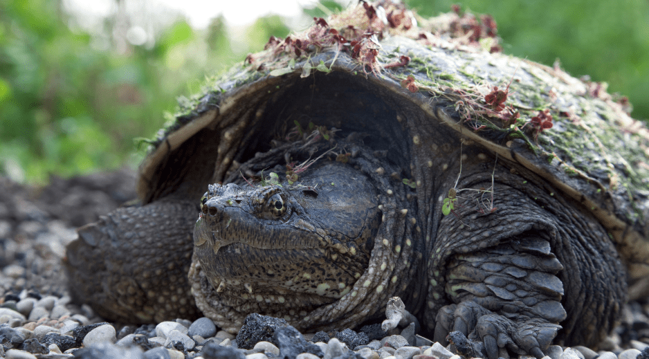 snapping-turtle-9508228