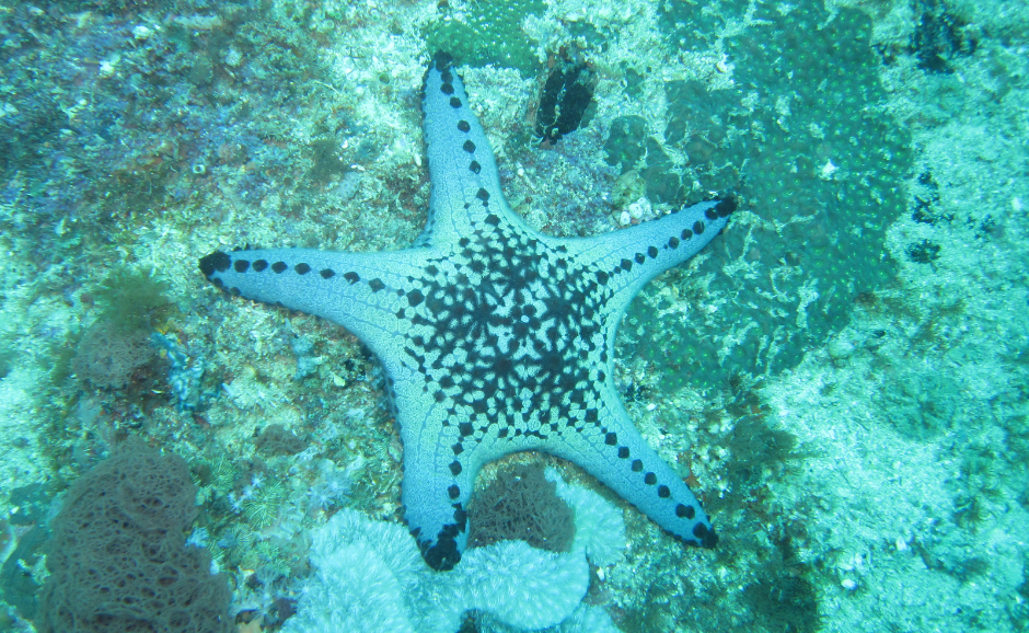 starfish-4756188