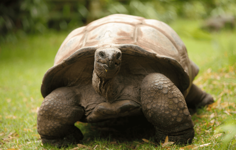 tortoise-1722348
