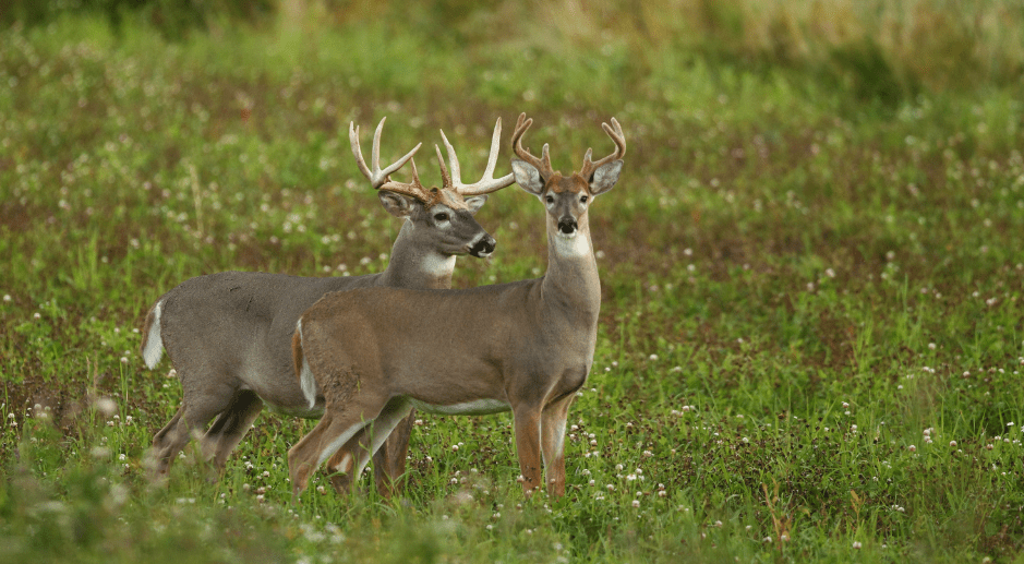 white-tailed-deer-1183209