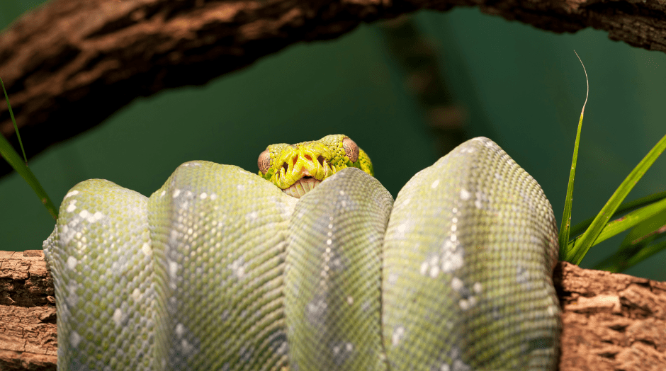 a-green-tree-python-9923683
