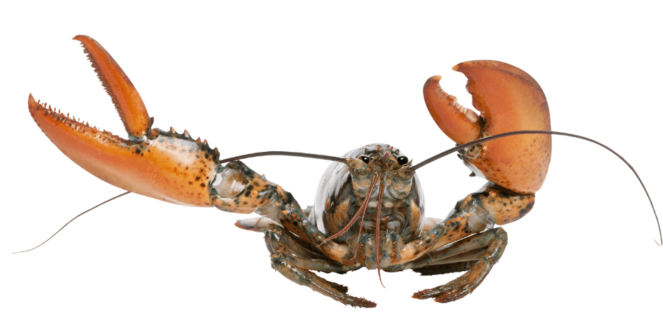 american-lobster-6162246
