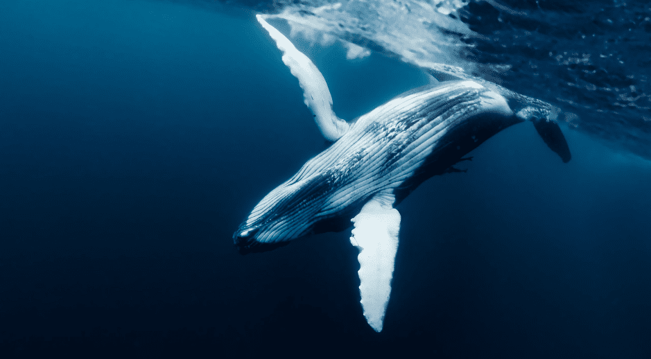 blue-whale-3405521