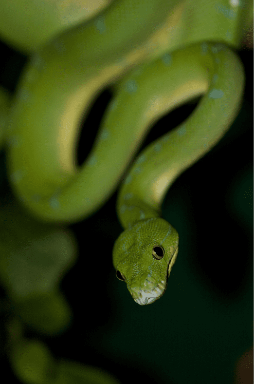 green-tree-python-snake-7938985