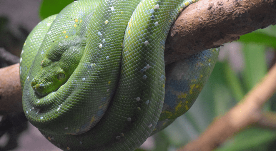 green-tree-pythons-4160872