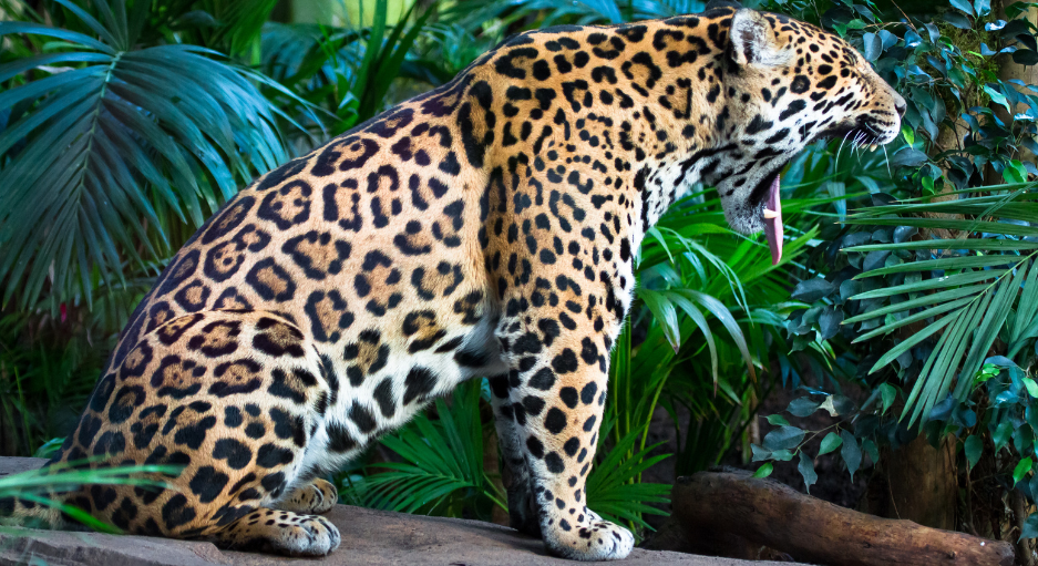 jaguar-roaring-3403758