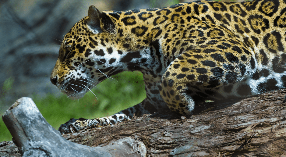 jaguar-stalking-3285008