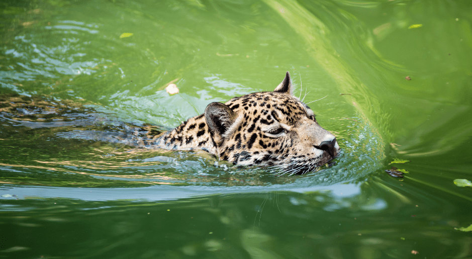 jaguar-swimming-9221728