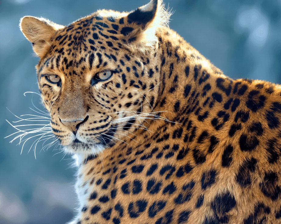 leopard-9685380