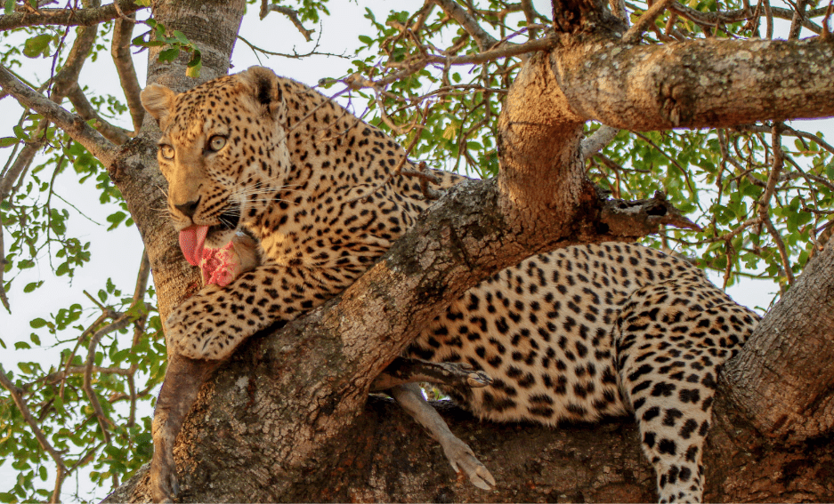 leopard-eating-7133457