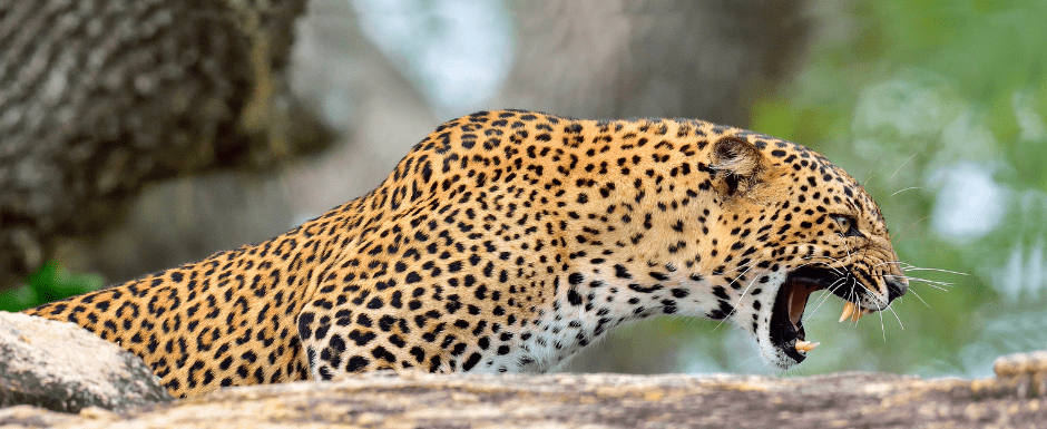 leopard-roaring-5417926