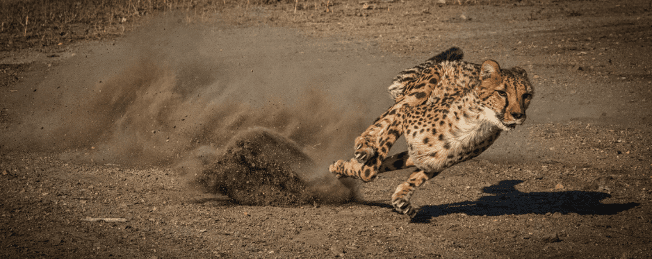 leopard-running-7411344