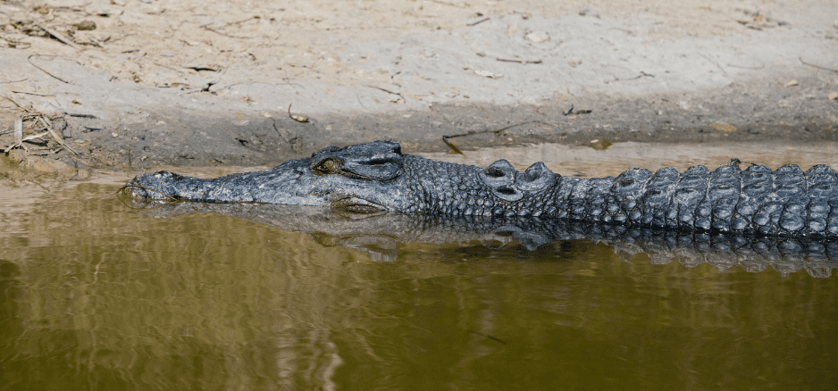 saltwater-crocodile-5793679