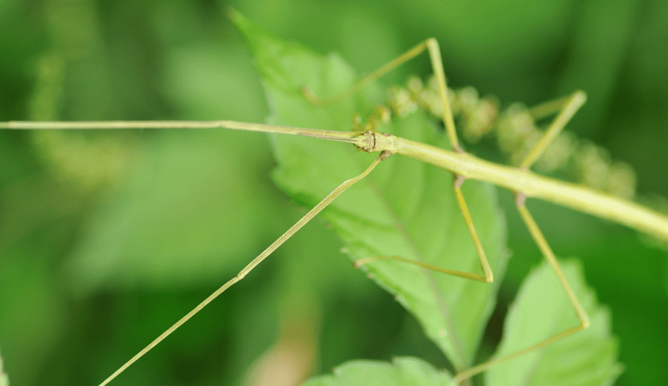 stick-insect-6957538