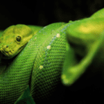 the-green-tree-python