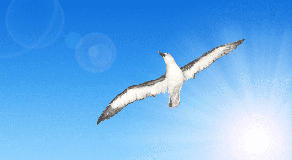 wandering-albatross-5060179