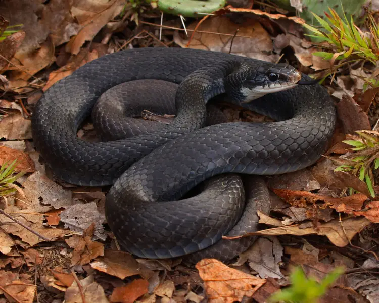 southern-black-racer-coluber-constrictor-priapus-8283415
