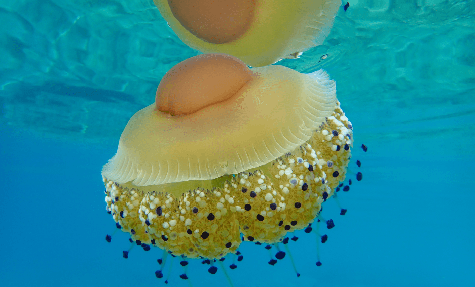 fried-egg-jellyfish