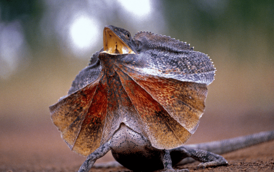 frilled-necked-lizard-9819714