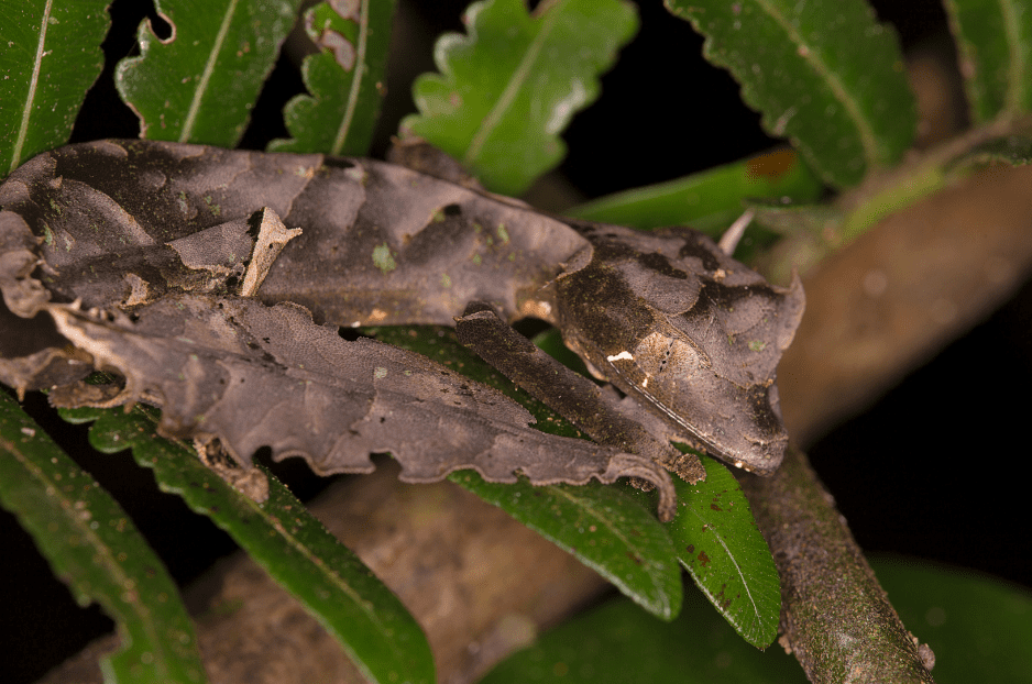 satanic-leaf-tailed-gecko