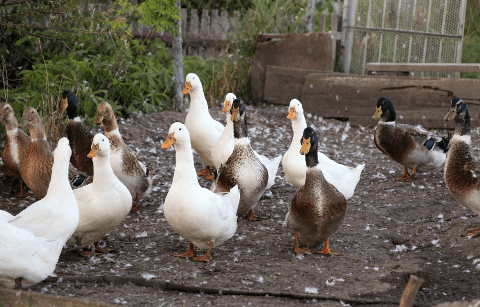 domestic-ducks-8992431