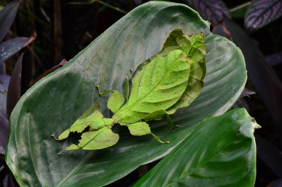 giant-malaysian-leaf-insect-7208190