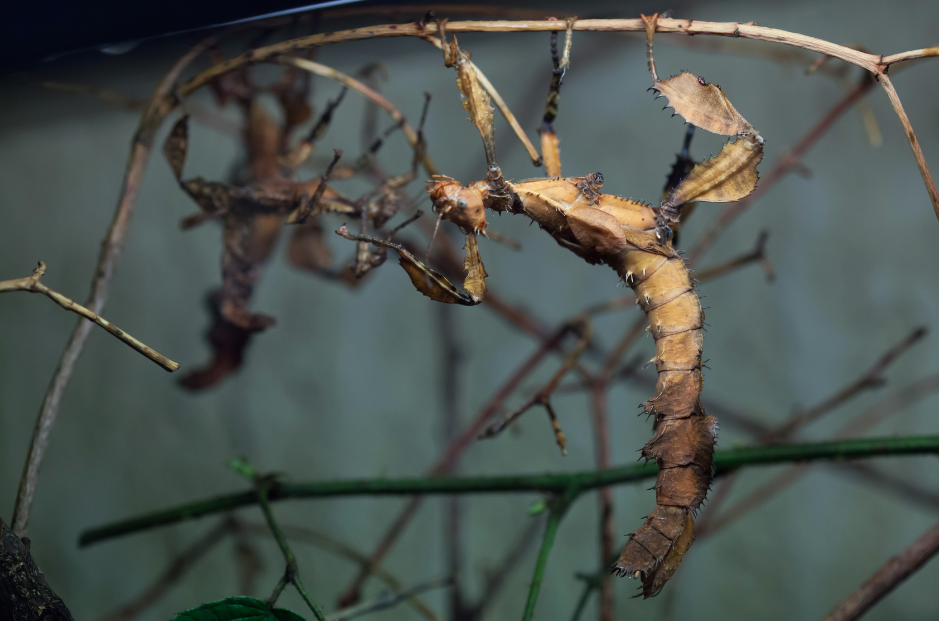giant-prickly-stick-insect-1757453